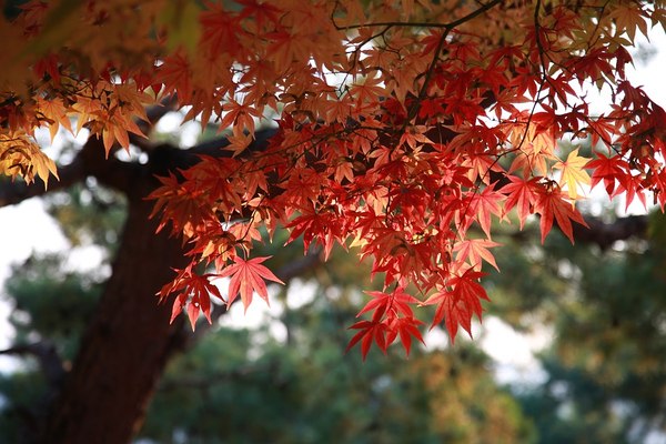 Javor dlanitolistý - Acer palmatum acer 4392723 960 720