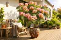 Albizia julibrissin: Hedvábný skvost ve vaší zahradě