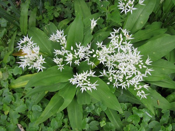 Medvědí česnek - Allium ursinum allium ursinum 846496 960 720