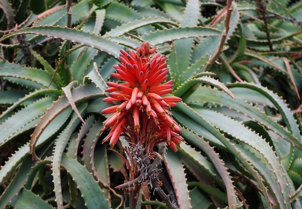 Aloe stromovitá - Aloe arborescens aloe arborescens 872682 960 720