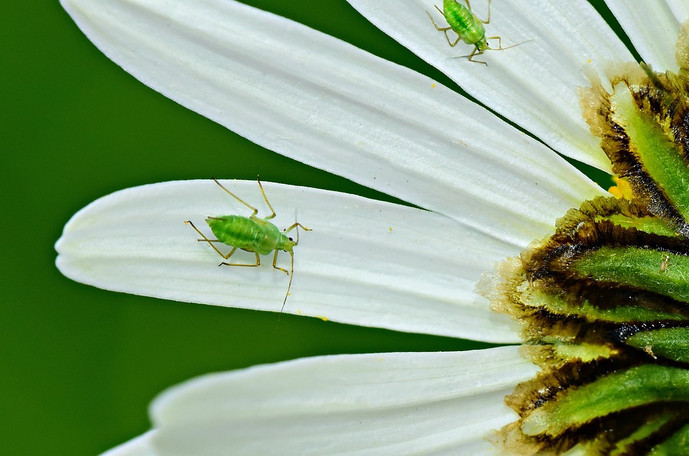 Škůdci na rostlinách aphid 4243855 960 720