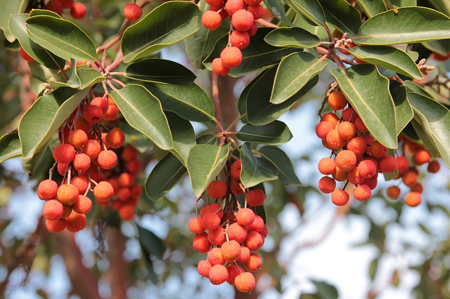 Arbutus Arbutus