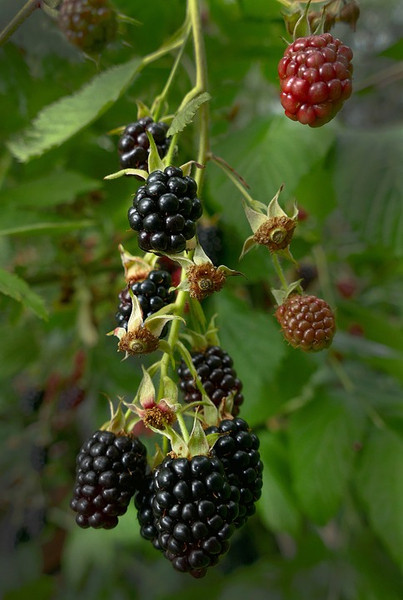 Ostružiník - Rubus blackberry 2558113 960 720