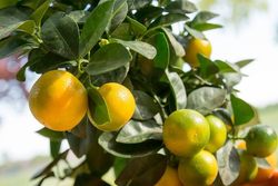 Calamondin