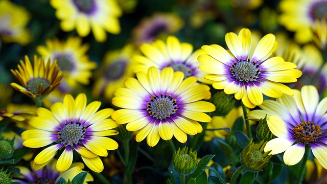 Osteospermum cape basket gec29dc56b 640