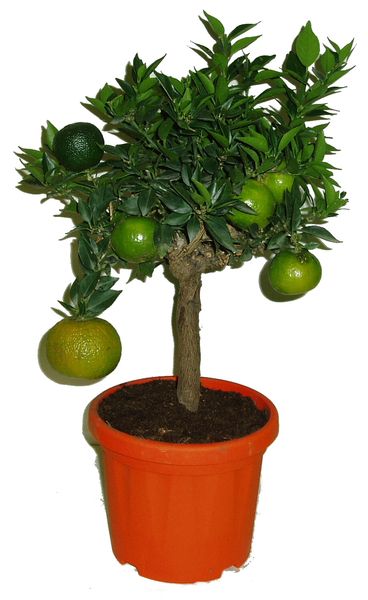 Chinotto - Myrtifolia ornamentale Chinotto - Myrtifolia ornamentale
