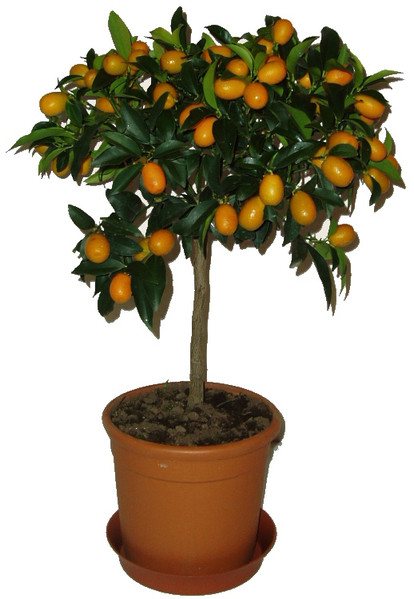Kumquat - Citrus japonica Kumquat - Citrus japonica