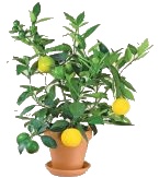 citrusy
