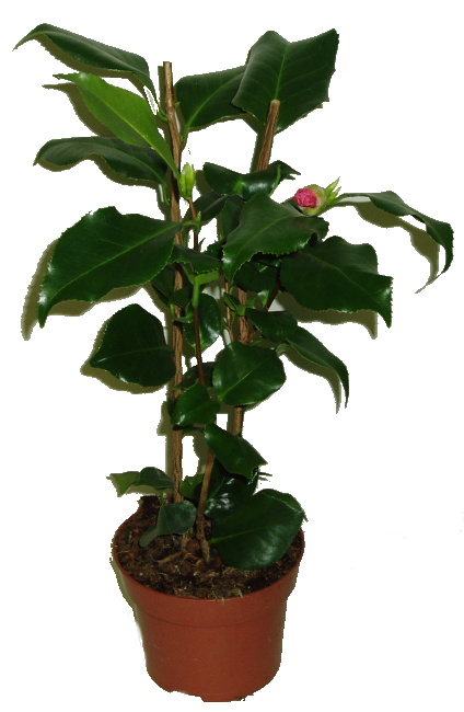 Kamélie japonská (Camellia japonica) Kamélie Japonská