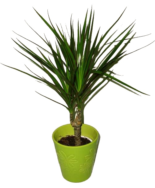 dracaena