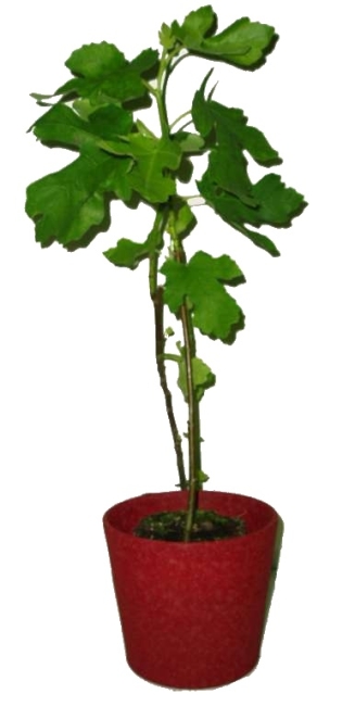 Fíkovník (fíkovník smokvoň) ficus carica brown turkey fikovnik smokvon