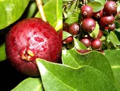Jahodový stromek - Psidium (Psidium cattleianum, Psidium guajava) atd. Jahodový Stromek
