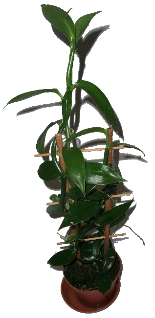 VANILKOVNÍK PLOCHOLISTÝ – VANILLA PLANIFOLIA VANILKOVNÍK PLOCHOLISTÝ – VANILLA PLANIFOLIA