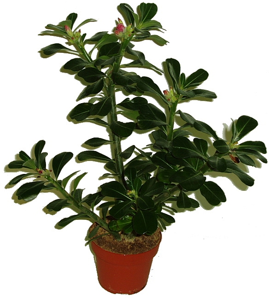 POUŠTNÍ RŮŽE - ADENIUM OBESUM POUŠTNÍ RŮŽE - ADENIUM OBESUM