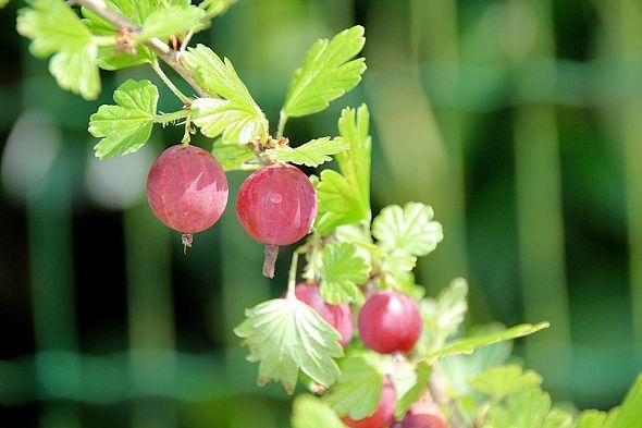 ANGREŠT SRSTKA – RIBES UVA-CRISPA ANGREŠT SRSTKA – RIBES UVA-CRISPA