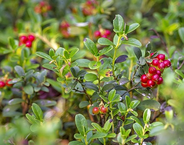 BRUSNICE BRUSINKA - VACCINIUM VITIS-IDAEA BRUSNICE BRUSINKA - VACCINIUM VITIS-IDAEA