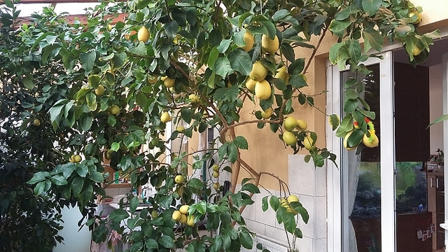 Rodina Melenova - zimní zahrada - citrusy 1 Rodina Melenova - zimní zahrada - citrusy 1