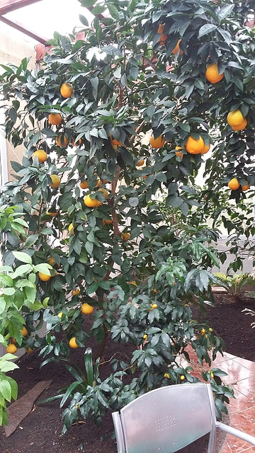 Rodina Melenova - zimní zahrada - citrusy 2 Rodina Melenova - zimní zahrada - citrusy 2