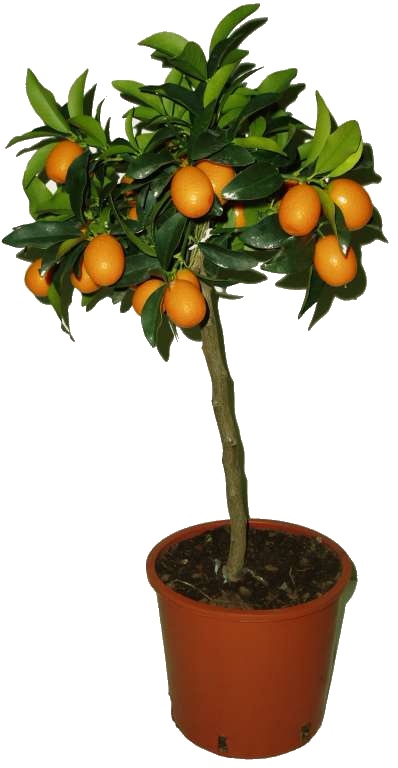 Kumquat Kumquat