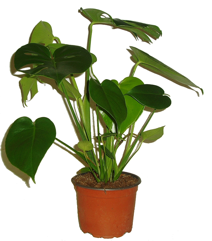 MONSTERA DELICIOSA MONSTERA DELICIOSA