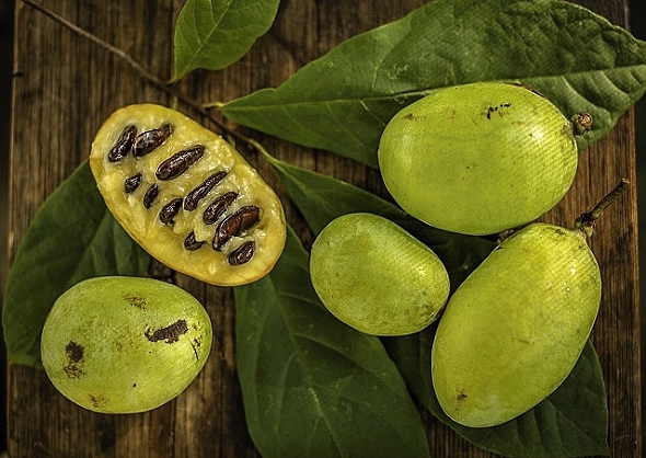 PAW PAW - ASIMINA TRILOBA PAW PAW - ASIMINA TRILOBA