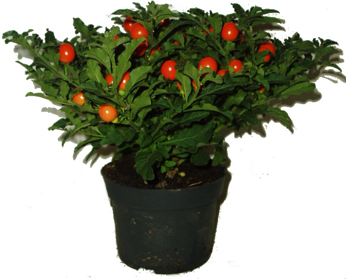 LILEK OKRASNÝ - SOLANUM PSEUDOCAPSICIUM LILEK OKRASNÝ - SOLANUM PSEUDOCAPSICIUM