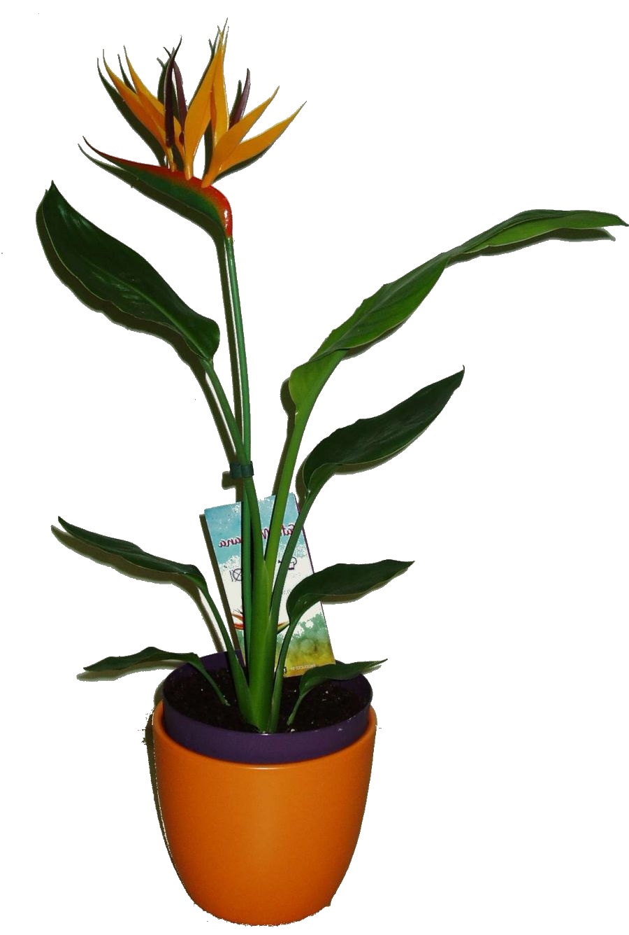 STRELÍCIE - STRELITZIA STRELÍCIE - STRELITZIA