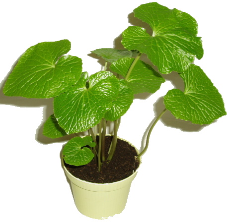 Wasabi - japonský křen Wasabi - japonský křen