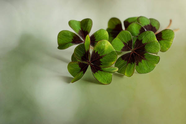 Čtyřlístek clovers 7685027 960 720