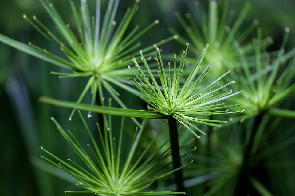 Šáchor - Cyperus Šáchor - Cyperus