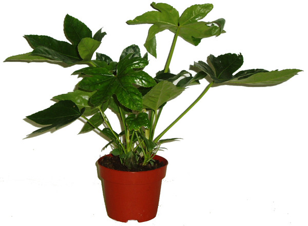 Prodara japonská - Fatsia japonica fatsia12