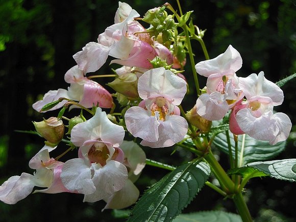 Netýkavka - Impatiens Netýkavka - Impatiens