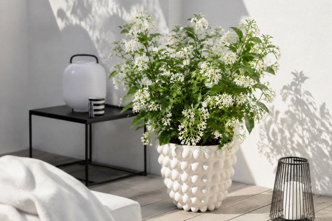 Cestrum nocturnum: Královna noci, která voní až po setmění Cestrum nocturnum: Královna noci, která voní až po setmění