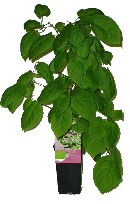 Kiwi Actinidia arguta, Actinidia kolomikta, Actinidia chinensis, Actinidia deliciosa. kiwi actinidia kolomikta dr schymanowski 1054 14952