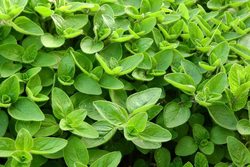 Majoránka zahradní - Origanum majorana