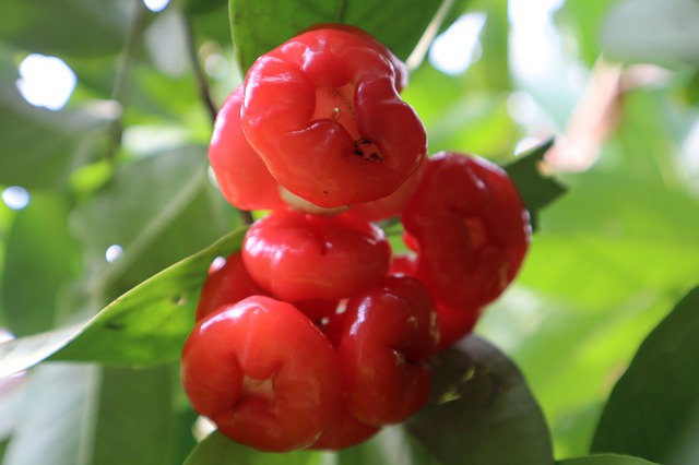 MARTEJ - EUGENIA MYRTIFOLIA MARTEJ - EUGENIA MYRTIFOLIA