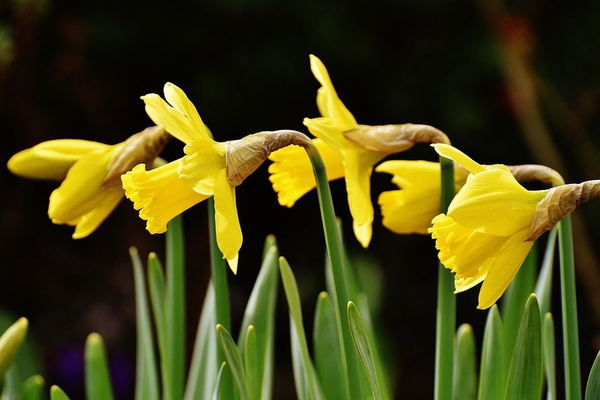 Narcis - Narcissus tete narcissus