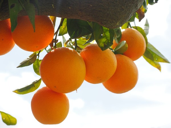 Pomerančovník - Arancio oranges 1117498 960 720
