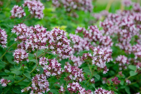 Oregano obecné - Origanum vulgare oregano 4743918 960 720