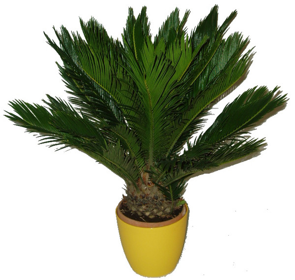 Cycas revoluta palma cycas revoluta stredni 975 997