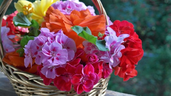 Muškát - Pelargonie pelargonia123