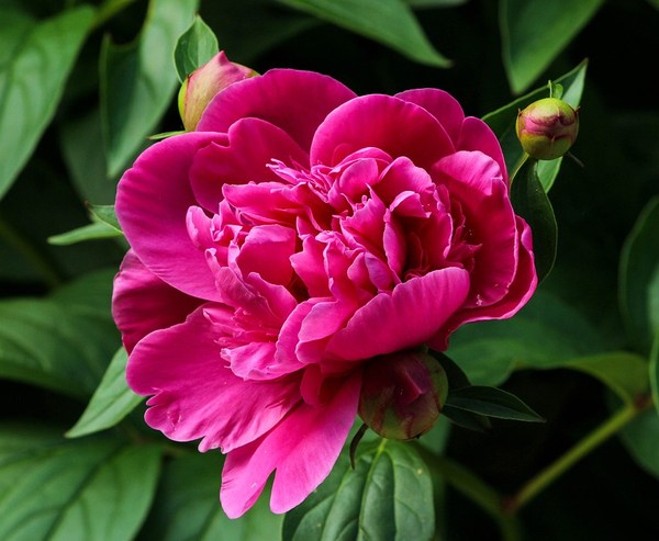 Pivoňka - Paeonia pink peony 111909 960 720
