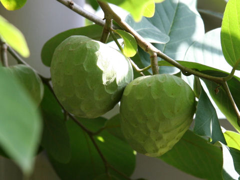 Anona (Annona cherimola, Annona reticulata, Annona atemoya) annona cherimolia