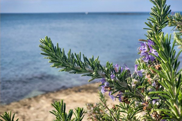 Rozmarýn lékařský - Salvia rosmarinus rozmaryn 6802127 960 720
