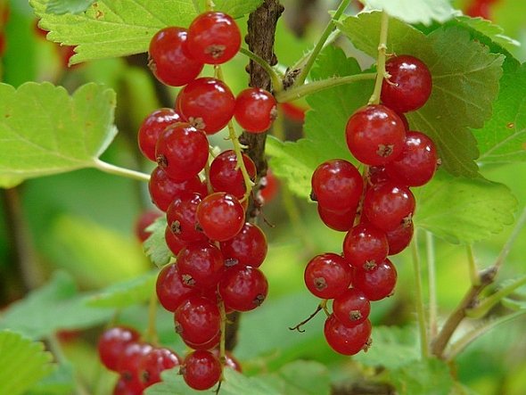 RYBÍZ – RIBES RYBÍZ – RIBES