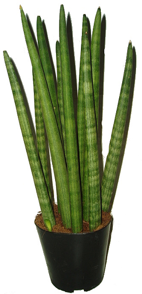 TCHÝNIN JAZYK – SANSEVIERIA TCHÝNIN JAZYK – SANSEVIERIA