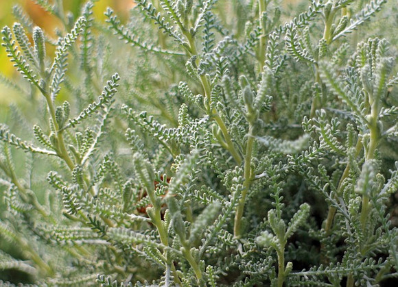 SVATOLÍNA - SANTOLINA VIRIDIS santolina123
