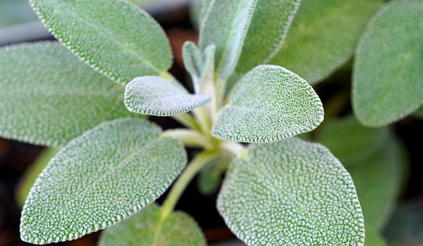 Šalvěj Lékařská - Salvia Officinalis savlia123