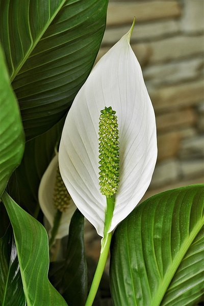 Lopatkovec - Spathiphyllum spathiphyllum 4260803 960 720