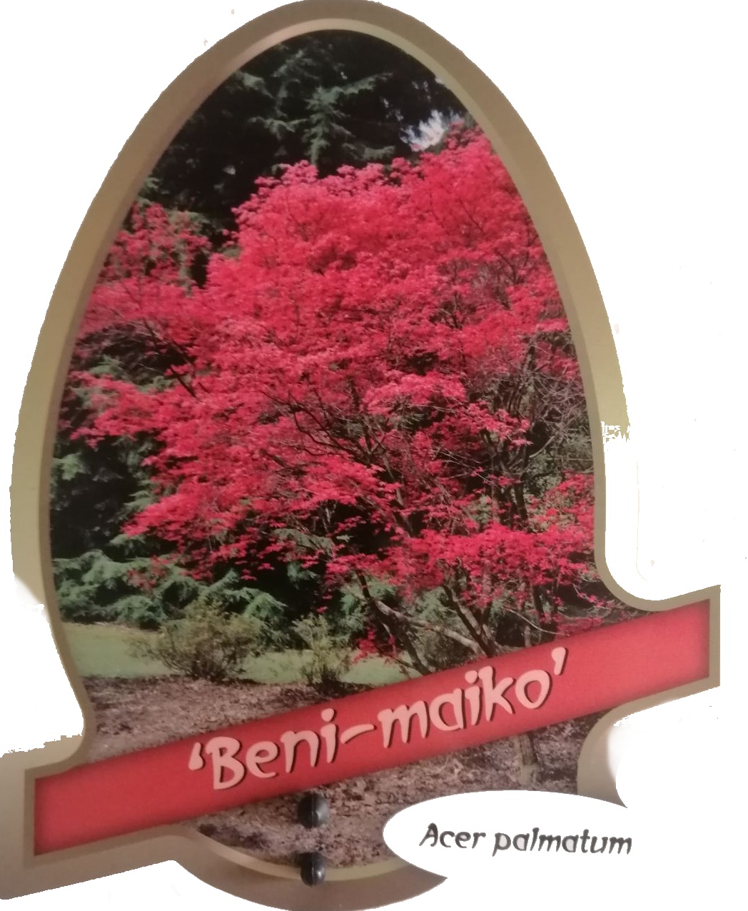 Acer palmatum Beni Maiko